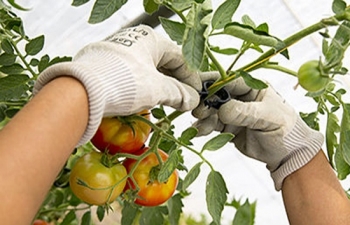 Seeders & Grafting Clips